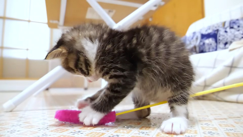 オモチャで遊ぶ子猫