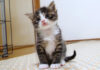 じっと見つめる子猫