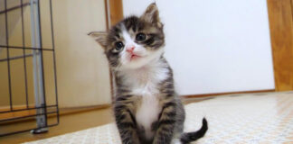 じっと見つめる子猫