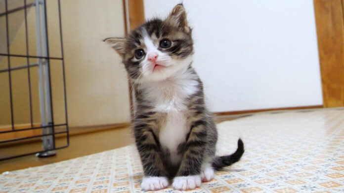 じっと見つめる子猫