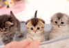 ご飯を催促する子猫達