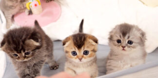 ご飯を催促する子猫達