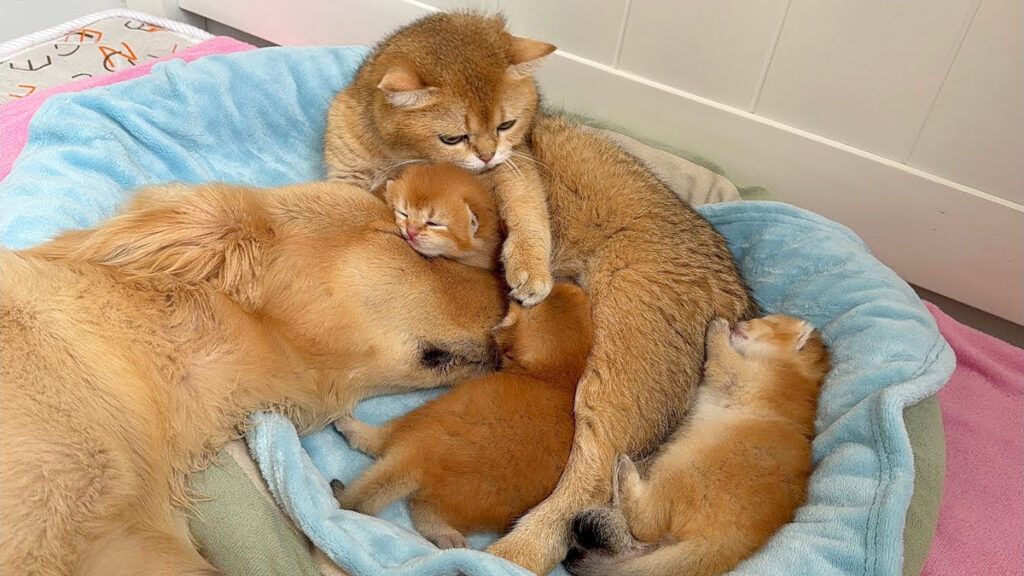 ゴールデンレトリバーと子猫の絵 眠っているゴールデンレトリバーの子犬と子猫の親友イラスト素材