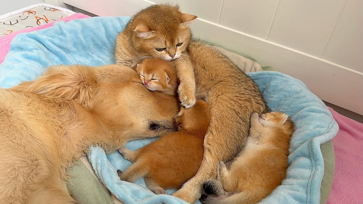goldenkoi_neko_title.jpg