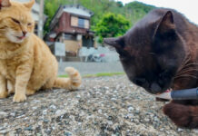 ちゅ〜るを食べる猫