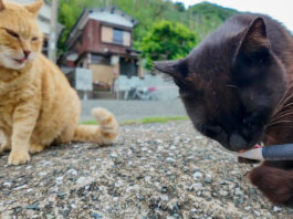 ちゅ〜るを食べる猫