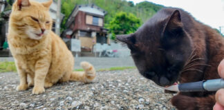 ちゅ〜るを食べる猫