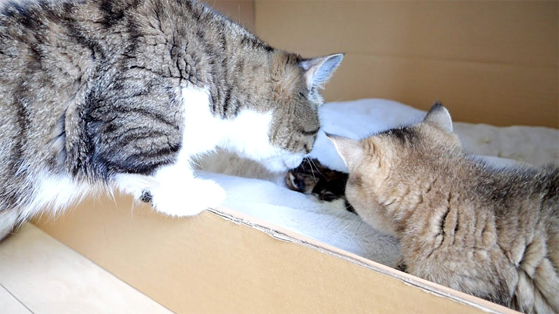 赤ちゃん猫が気になるパパ猫