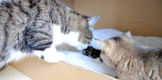 赤ちゃん猫が気になるパパ猫