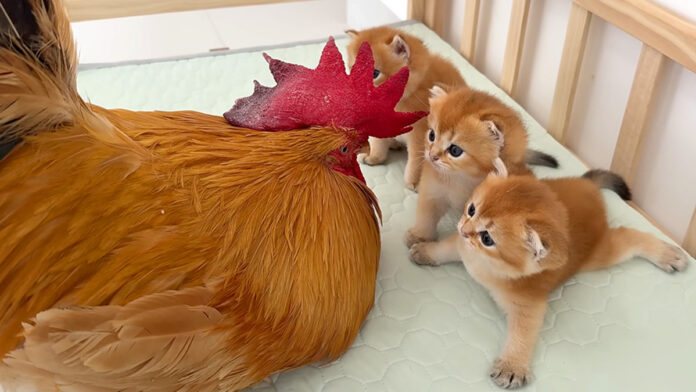 子猫が気になるニワトリ