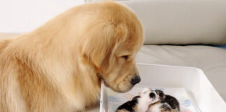 子猫達を見つめる犬