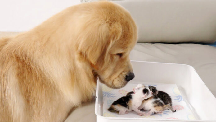 子猫達を見つめる犬