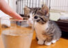 初めての炭酸にドキドキの子猫