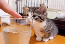 初めての炭酸にドキドキの子猫