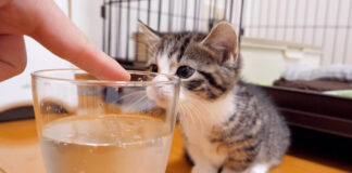 初めての炭酸にドキドキの子猫