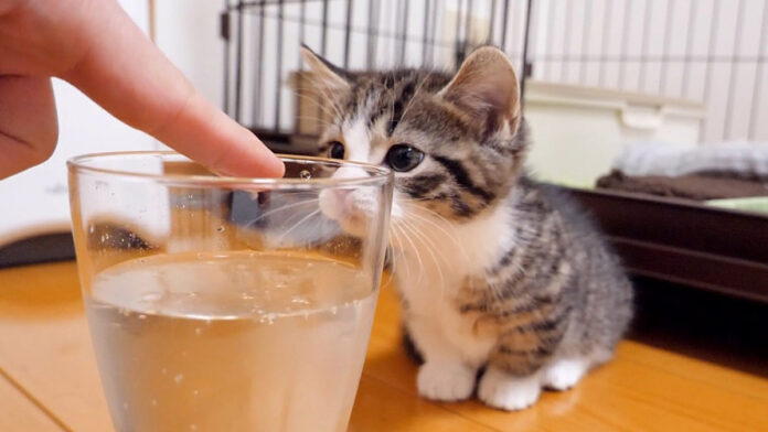 初めての炭酸にドキドキの子猫
