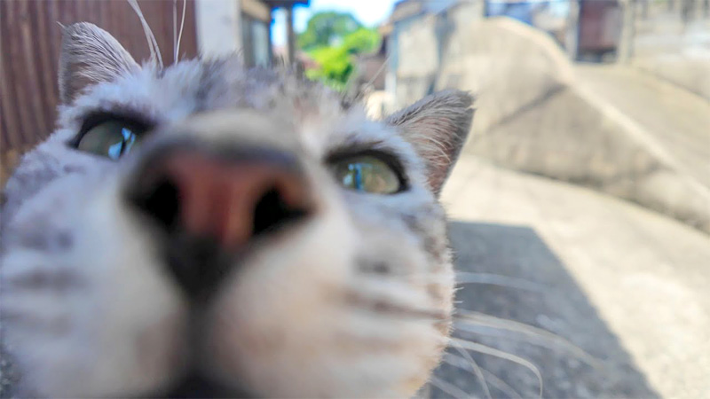 日陰の猫