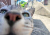 日陰の猫