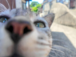 日陰の猫