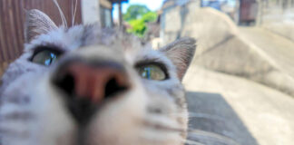 日陰の猫