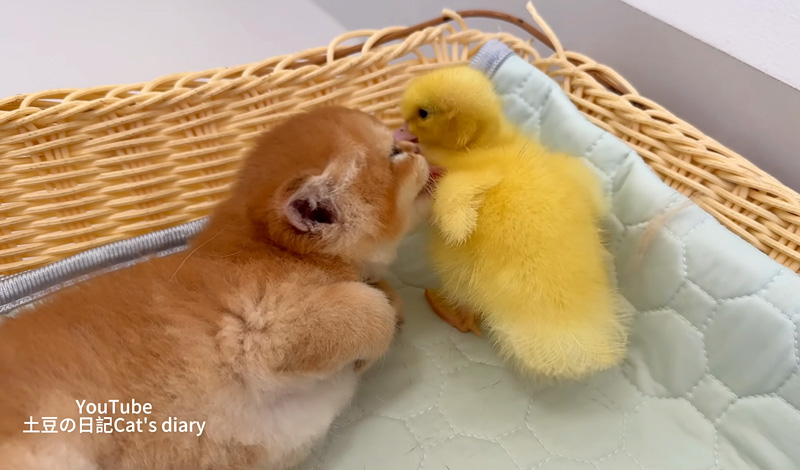 ヒナを世話する子猫