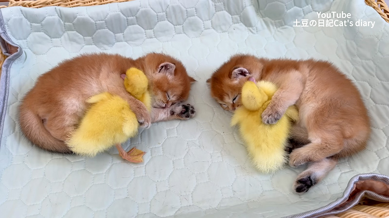 ヒナと一緒に眠る子猫