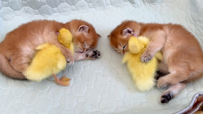 ヒナと一緒に眠る子猫