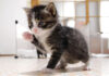部屋の中を歩く子猫
