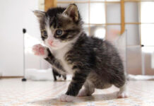 部屋の中を歩く子猫