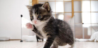 部屋の中を歩く子猫