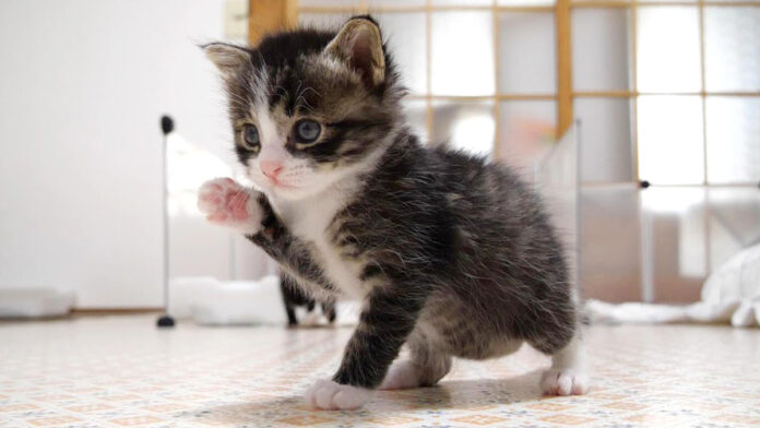 部屋の中を歩く子猫