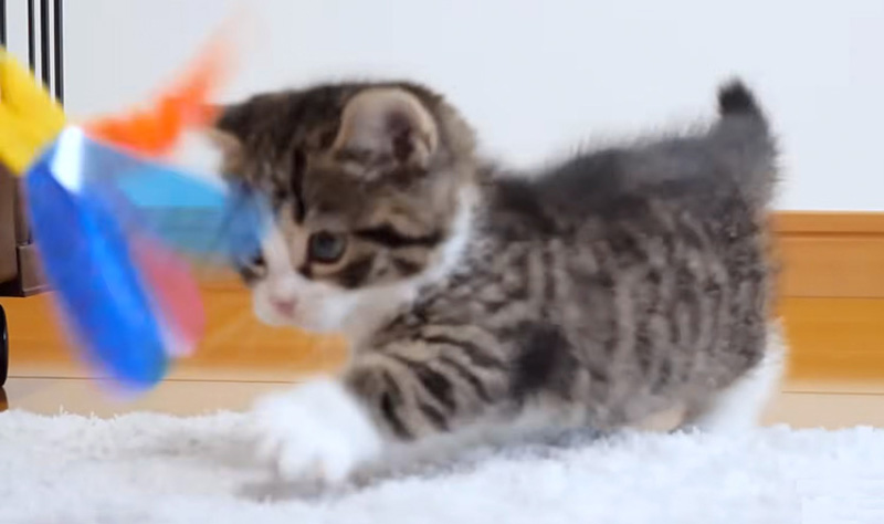 オモチャで遊ぶ子猫