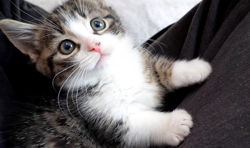 膝の上の子猫