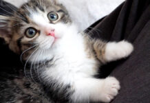 膝の上の子猫