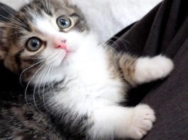 膝の上の子猫