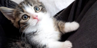 膝の上の子猫