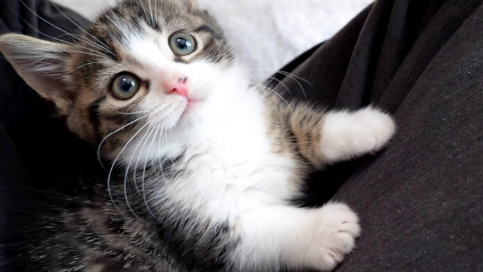 膝の上の子猫