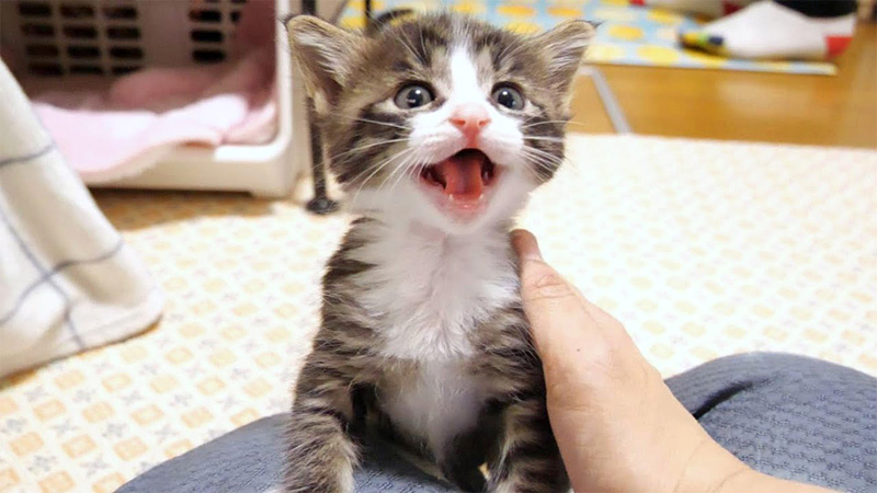膝に登る子猫