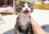 膝に登る子猫