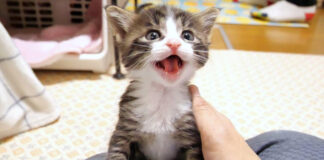 膝に登る子猫