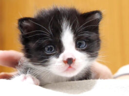 膝の上で甘える子猫