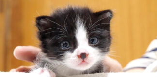 膝の上で甘える子猫