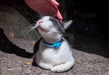 猫の細道で出会った猫