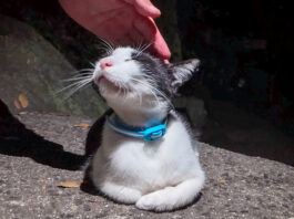 猫の細道で出会った猫