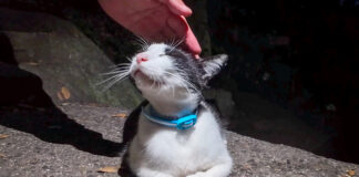 猫の細道で出会った猫