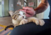 ナデナデされる子猫