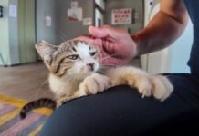 ナデナデされる子猫