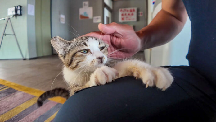 ナデナデされる子猫