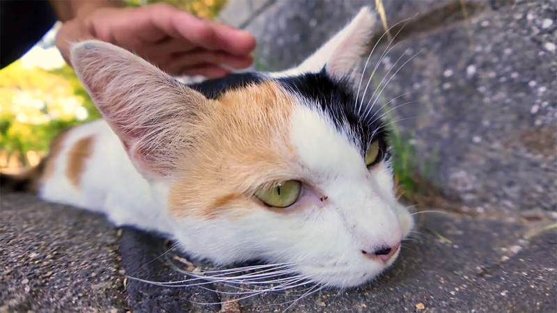 撫でられる猫