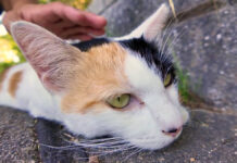 撫でられる猫